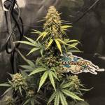 My 1st Wedding Cake Auto in the kitchen