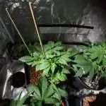 Grow4Green