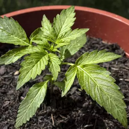 Fast Buds CBD 20:1 Auto Outdoor
