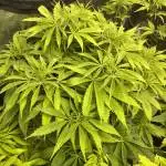 GG4 sherbet FF