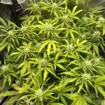Bubblegum auto