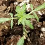 Auto lemon fem round 2