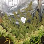 Auto Night Queen