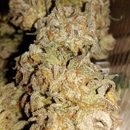 Philosopher Seeds/Sweet Love