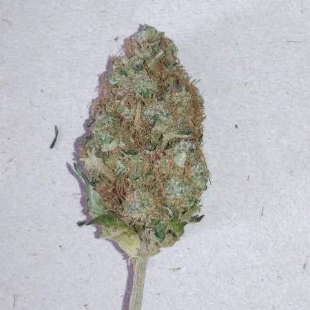 00Seeds Bank Bubblegum