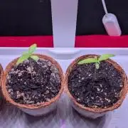 Spring '26 Auto Run