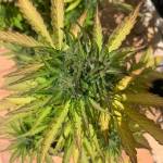 Cream caramel auto when should  harvest?