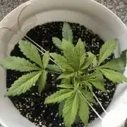 Black Cream Auto - First Grow ever!