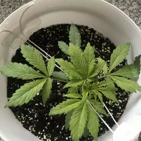 Black Cream Auto - First Grow ever!