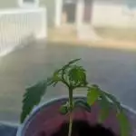 Yennefer the mutant seedling!