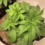 Seedsman White Widow Auto 1st grow