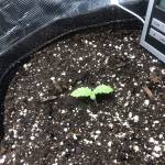 First grow purple haze 