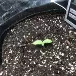 First grow purple haze 
