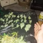 Royal Creamatic Stealth Grow
