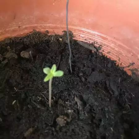 Amnesia XXL Auto