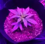 RQS - Royal Creamatic