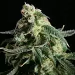 Bimburn seeds gsc