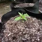 Peyote Zkittlez Outdoor summer 21