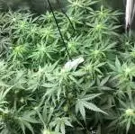 Whipoorwills White Widow Garden