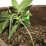Canuk Purple Kush Autoflower 