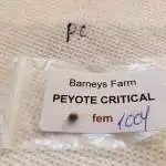 Peyote critical-organic