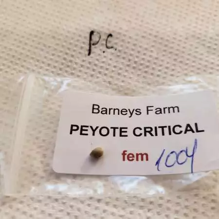 Peyote critical-organic