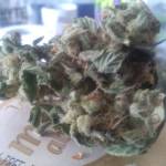 Fastbuds cc new strain 