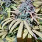 Cookies Gelato #RQS
