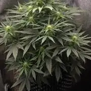 Ghost Train Haze Zamnesia