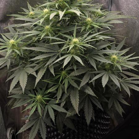 Ghost Train Haze Zamnesia