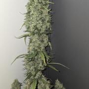 Black Diamond Auto