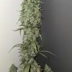 Black Diamond Auto