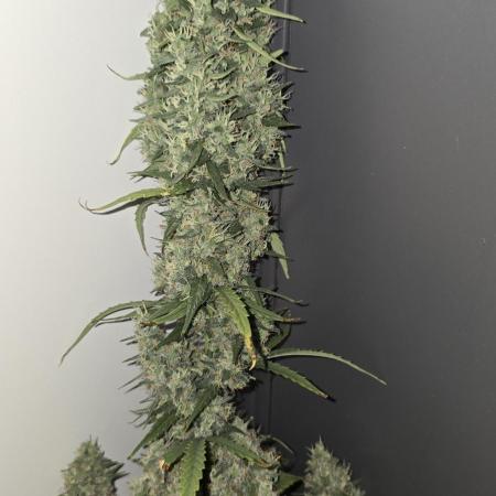 Black Diamond Auto