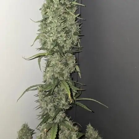 Black Diamond Auto