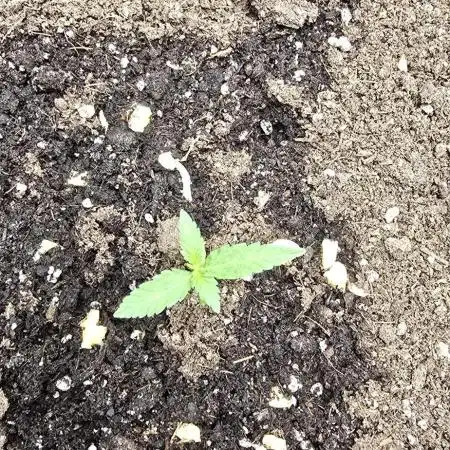 Black Diamond Auto