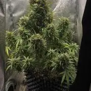 Ghost Train Haze Zamnesia