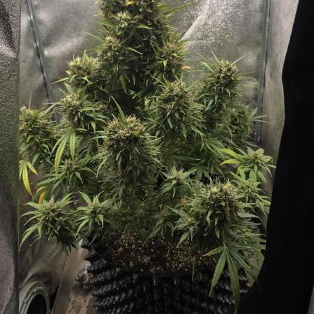 Ghost Train Haze Zamnesia