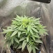Ghost Train Haze Zamnesia