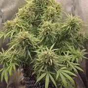 Ghost Train Haze Zamnesia