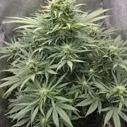 Ghost Train Haze Zamnesia
