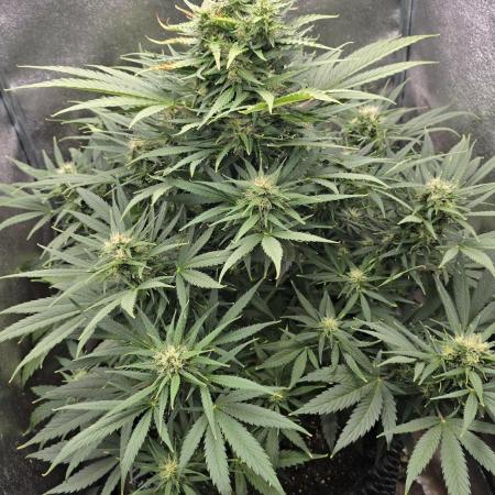 Ghost Train Haze Zamnesia