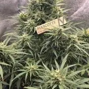 Ghost Train Haze Zamnesia