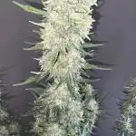 White Truffle Automatic