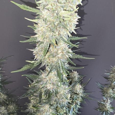 White Truffle Automatic