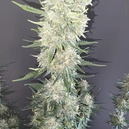 White Truffle Automatic