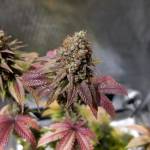 RQS Green Gelato