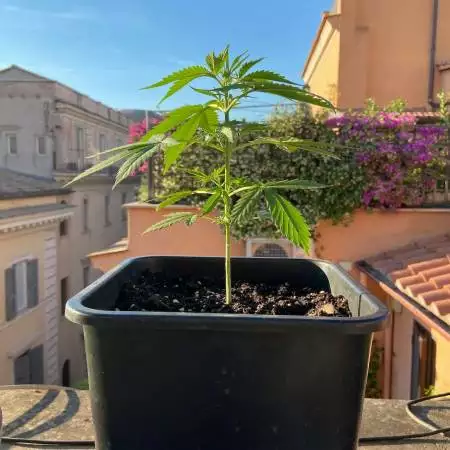 RQ White Widow Auto