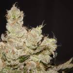 Mimosa Mainlined: Barney's Farm