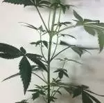 Amateur Royal Gorilla grow 