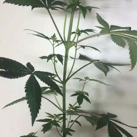 Amateur Royal Gorilla grow 